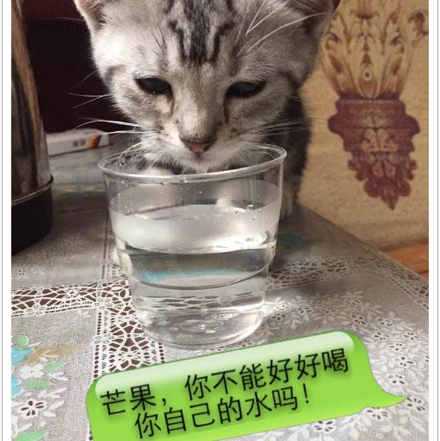 内华达州  ID哪里能买到